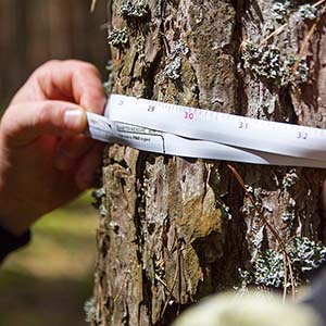 Отвод, таксация и материально-денежная оценка лесосек