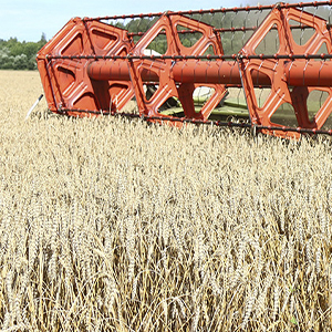 Сельхозпродукция от производителя