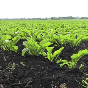 Выращивание сахарной свеклы