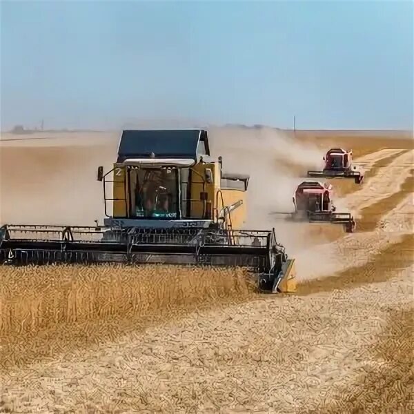 Выращивание зерна