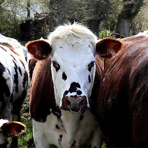 Скотоводство