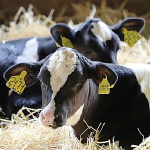 Корм для животноводства