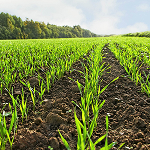 Выращивание зерна