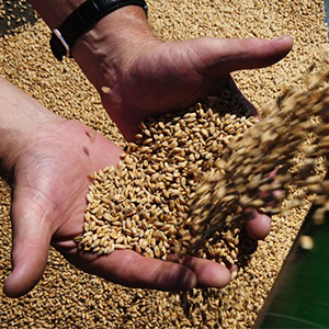 Производство продукции растениеводства