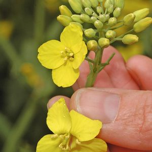 Выращивание рапса