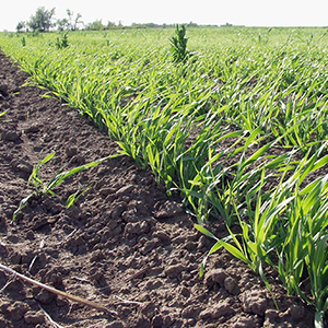 Производство зерна