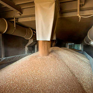 Производство зерновых культур