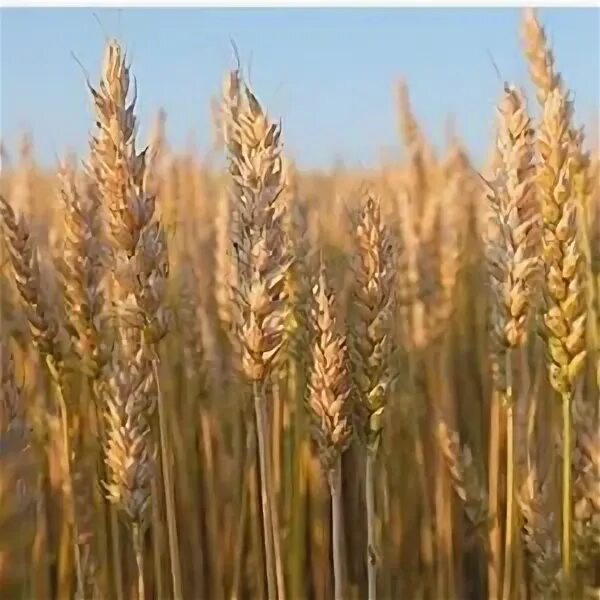 Выращивание и реализация зерновых культур