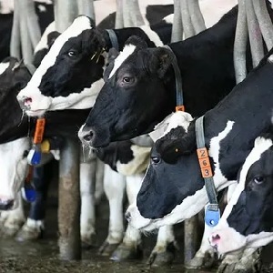 Разведение скота