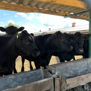 Выращивание крупного рогатого скота