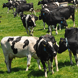 Животноводство мясо-молочного направления