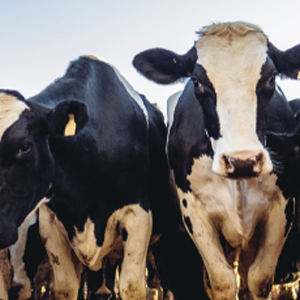 Сельское хозяйство скотоводство