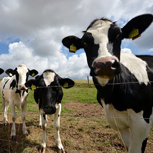 Молочное скотоводство