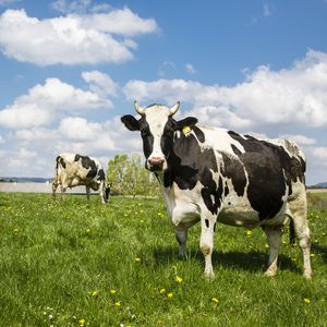 Земледелие и скотоводство