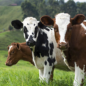 КРС в живом весе