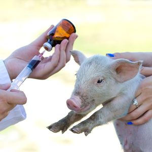 Лечение сельскохозяйственных животных