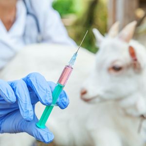 Лечение сельскохозяйственных животных