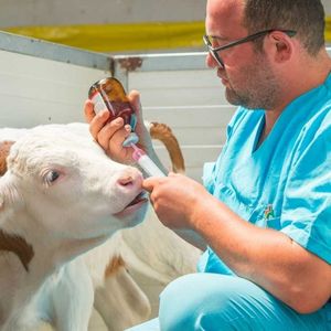 Вакцинация сельскохозяйственных животных