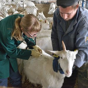Ветеринарно-санитарный надзор сельскохозяйственных животных