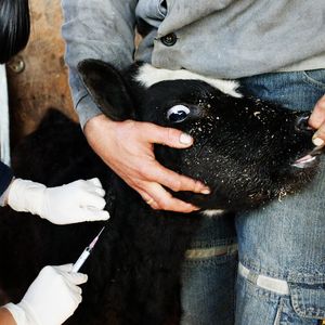 Ветеринарная помощь сельскохозяйственным животным