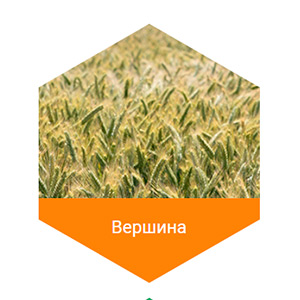 Вершина