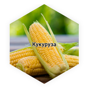 Кукуруза