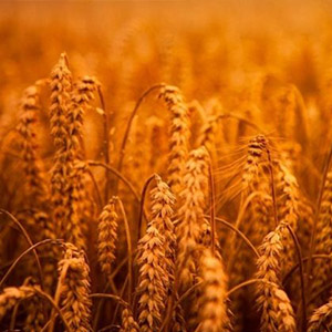 Продажа продукции зерновых культур