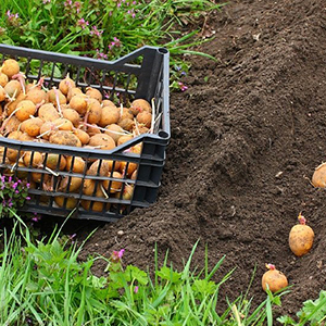 Выращивания рассады картофеля