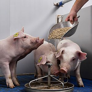 Комбикорма для свиней оптом