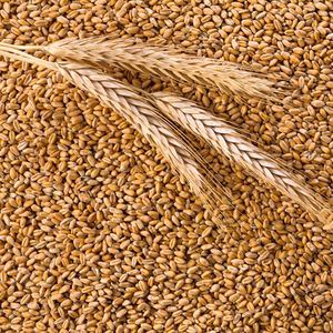 Обработка зерновых культур