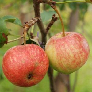 Яблоки летних сортов