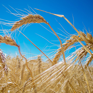 Выращивание и реализация зерновых культур