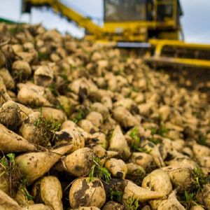 Развитое свеклосеяние