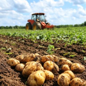 Сельхозпродукция от производителя