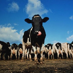 Скотоводство