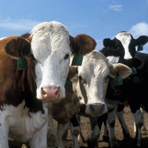 Скот крупный рогатый на убой