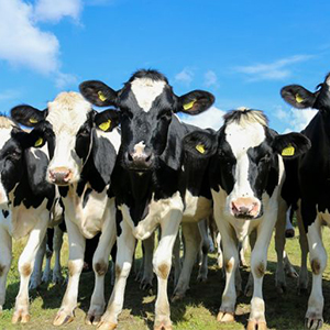 Скот крупный рогатый для разведения стада