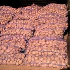 Картофель оптом