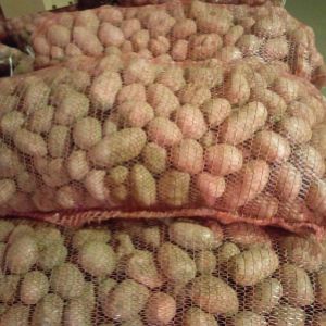 Картофель сортовой