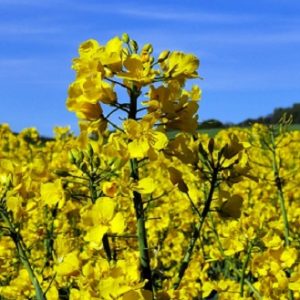 Рапс масличный