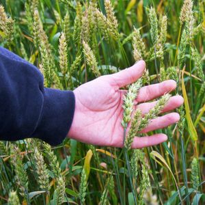 Выращивание зерновых культур