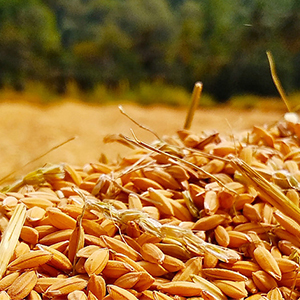 Белорусское зерно