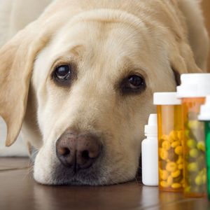 Продажа ветеринарных препаратов для животных