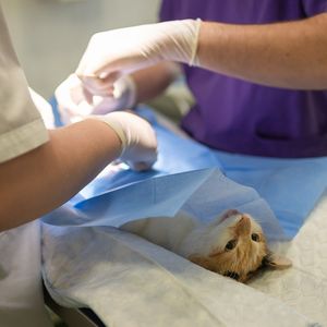 Хирургическое лечение животных