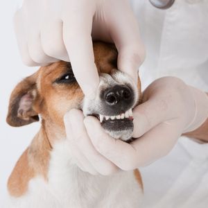 Стоматологические услуги для животных