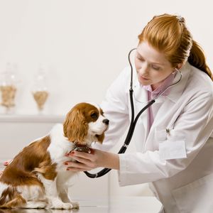 Терапевтическое лечение животных