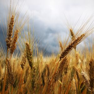 Выращивание зерновых