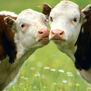 Коровы мясного и молочного направления