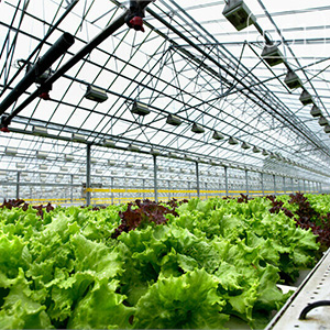 Тепличное выращивание овощей