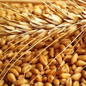 Продукция зерновых культур